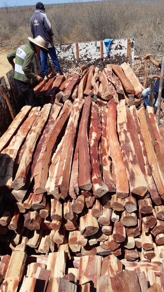 Quatro homens são presos transportando madeira ilegal